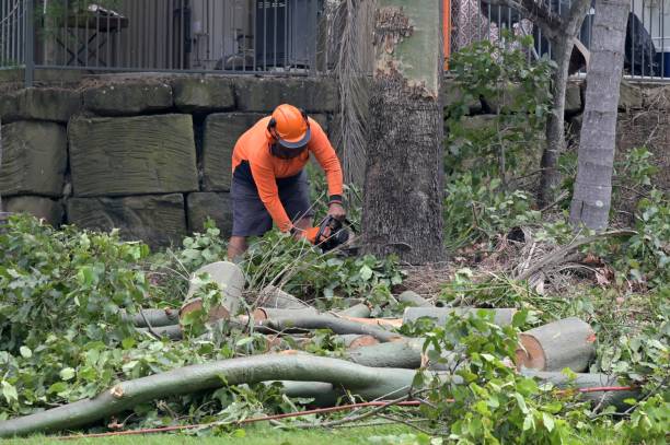 Professional Tree Care Services in Boston, MA